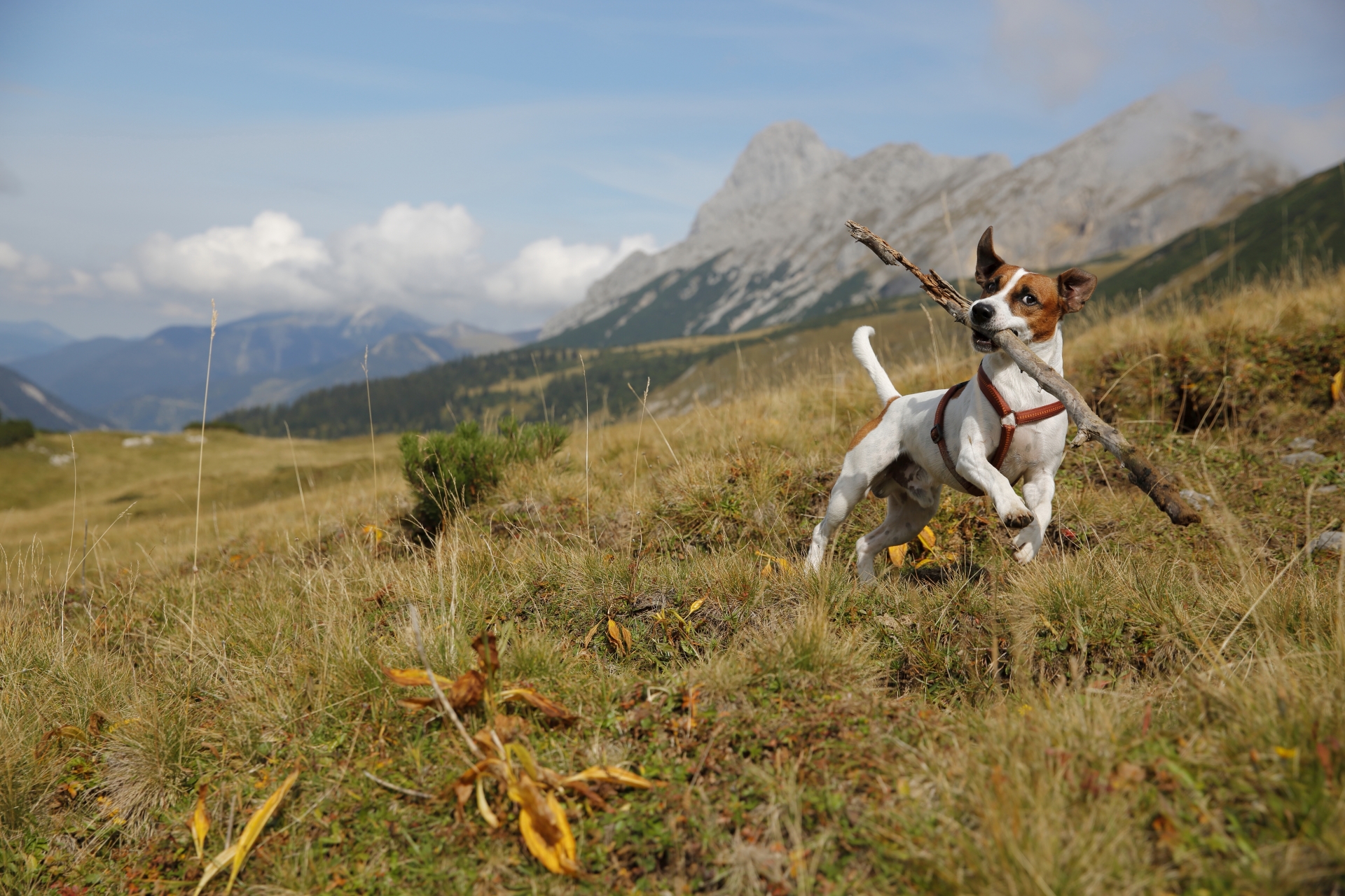 Hund Katze Maus Zu Gast Beim Tierschutzverein München