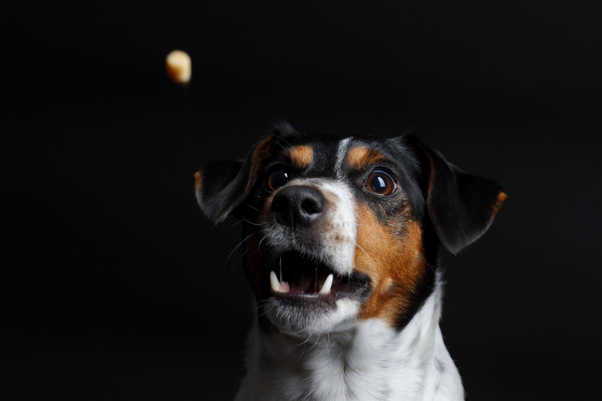 Hund Katze Maus Zu Gast Beim Tierschutzverein München