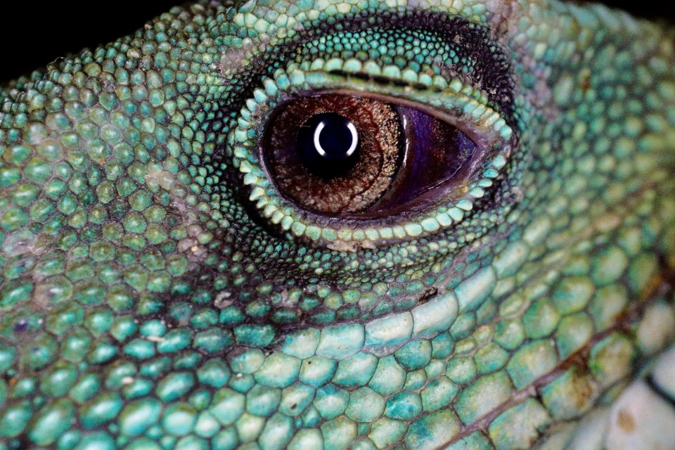 Petra Selbertinger Wildlife Reptil Auge